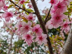 -顾村公园