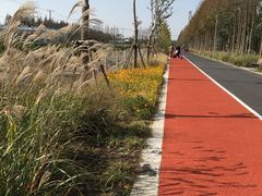 -上海长兴岛郊野公园