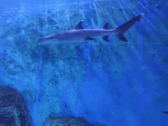 -锦艺城海洋馆
