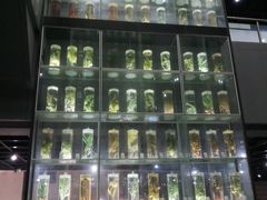 -广东中医药博物馆