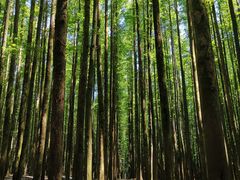 -山王坪喀斯特国家生态公园