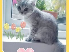 -圣宠宠物(平吉花卉市场店)