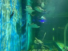 -锦艺城海洋馆