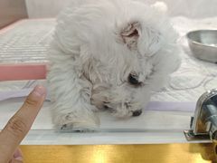 -翊宠yipet猫狗购宠庄园犬舍•猫舍