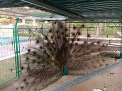 -西双版纳融创皇冠假日度假酒店