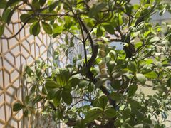 -德川家日本料理(顺义华联店)