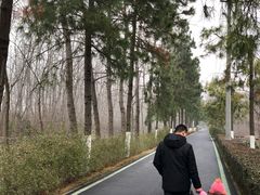 -合肥滨湖国家森林公园