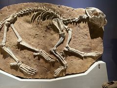 -国家自然博物馆