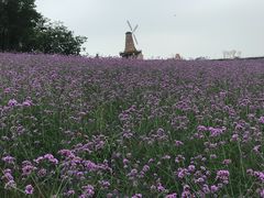 -大塘金香草谷