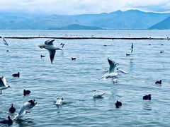 -大理洱海