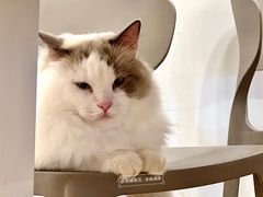 -有喵·猫咖·狗咖·40+猫狗有小奶狗(岗厦店)