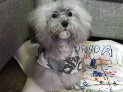 -欣怡宠物店