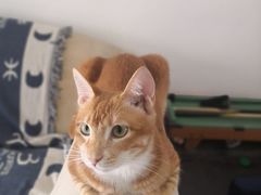 -袖虎宠物·金渐层缅因猫舍(灵芝店)
