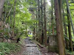 -天目山大树王景区
