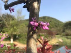 -桃花岭景区
