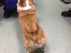 -康乐宝动物医院