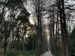 -上海滨江森林公园