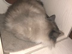 -Cappucimeow猫咪咖啡馆(韦伯时代店)
