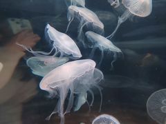 -欢乐海岸海洋奇梦馆