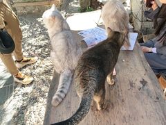 -喵屿·大理花园猫咖