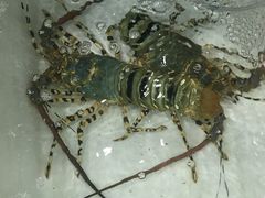 -拉威海鲜市场