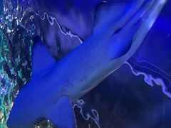 -悉尼海洋生物水族馆