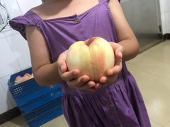 -老袁家蜜桃农场·阳山水蜜桃