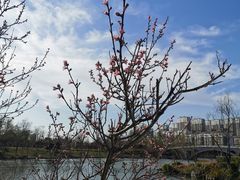 -桃花岛公园