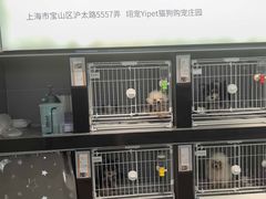 -翊宠yipet猫狗购宠庄园犬舍•猫舍