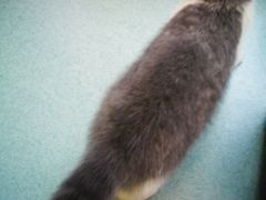 -瑞鹏宠物医院·爱宠堂·骨外专科(西荷分院)