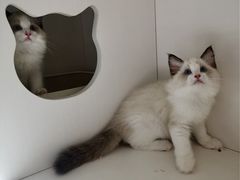 -东方名猫馆·英短金渐层布偶猫舍(环线广场1号楼店)