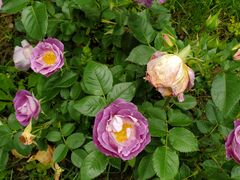 -南通洲际绿博园