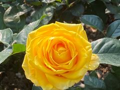 -人民公园(罗湖区)