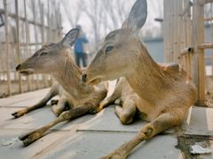 -北京野生动物园