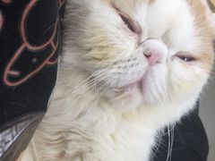 -Heymao猫咖.咖啡厅(东门店)