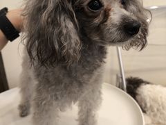 -有喵·猫咖·狗咖·40+猫狗有小奶狗(岗厦店)