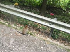 -云顶高原
