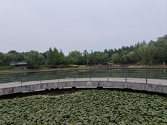 -贡湖湾湿地公园