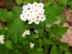 iphone_upload_pic-灵溪风景区