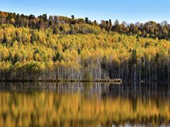 -五营红松林海景区