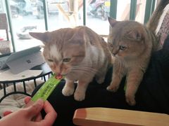 -喵屿·大理花园猫咖