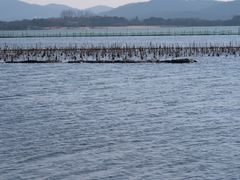 -贡湖湾湿地公园