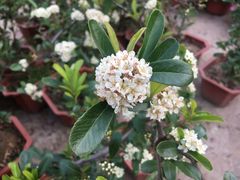 -金陵花卉交易市场
