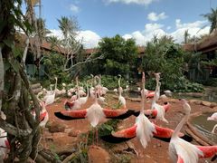 -海南热带野生动植物园