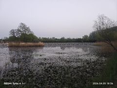 -滕州微山湖红荷湿地景区