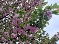 -四川大学(华西校区)