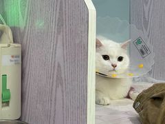-纳吉亚猫专科动物医院·北北分院