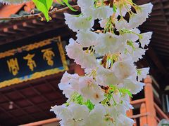 -西安青龙寺遗址景区