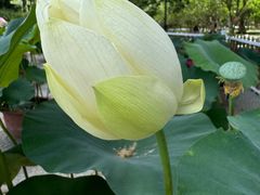 -莲花池公园