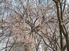 -桃花堤公园